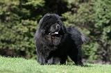 CHOW CHOW 621